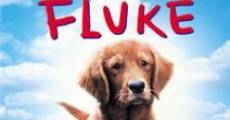 Fluke (1995) stream