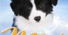 Ver película Mist: The Tale of a Sheepdog Puppy