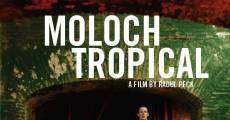Moloch tropical