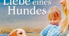 Die Liebe eines Hundes