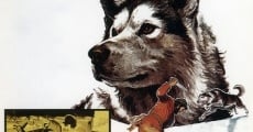 Nikki, Wild Dog of the North (1961)