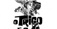 O Trigo e o Joio