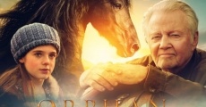 Ver película Caballo huérfano