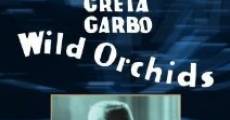 Wilde Orchideen streaming