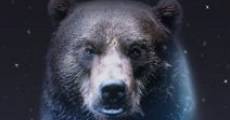Bears film complet