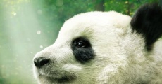 Filme completo Pandas