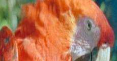 Papageien - Botschafter des Regenwaldes (2007) stream