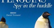 Película Penguins  Spy in the Huddle