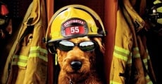 Il cane pompiere