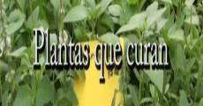 Plantas que curan, plantas prohibidas (2011) stream