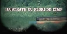 Ilustrate cu flori de câmp (1975) stream