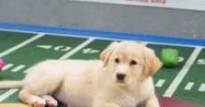 Película Puppy Bowl IX