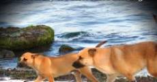 Spirit of the Sato: The Journey of Puerto Rico's Lost Dogs (2013) stream