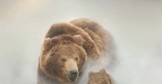 Terre des ours film complet