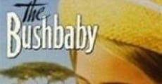 Das Buschbaby streaming