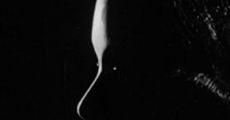 The Claustrum streaming
