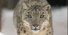 Película The Descendant of the Snow Leopard