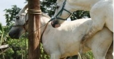 The Muzzled Horse of an Engineer in Search of Mechanical Saddles