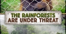 Película The Rainforests Are Under Threat