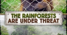 The Rainforests Are Under Threat