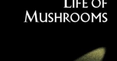 Película The Secret Life of Mushrooms