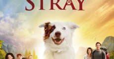 The Stray (2017)