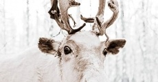 The White Reindeer film complet