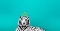 Filme completo O Tigre Branco