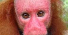 Uakari: Secrets of the English Monkey film complet