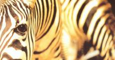 Un animal, des animaux