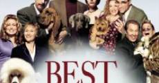 Best in Show streaming