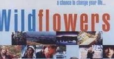 Wildflowers - Geheimnisvoller Sommer