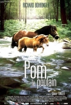 Pom, le poulain gratis