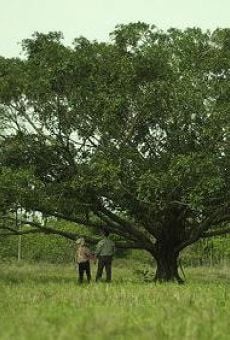 Ver película Talk to the Tree