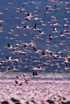 Les ailes pourpres - Le mystère des flamants en ligne gratuit