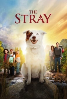 The Stray streaming en ligne gratuit